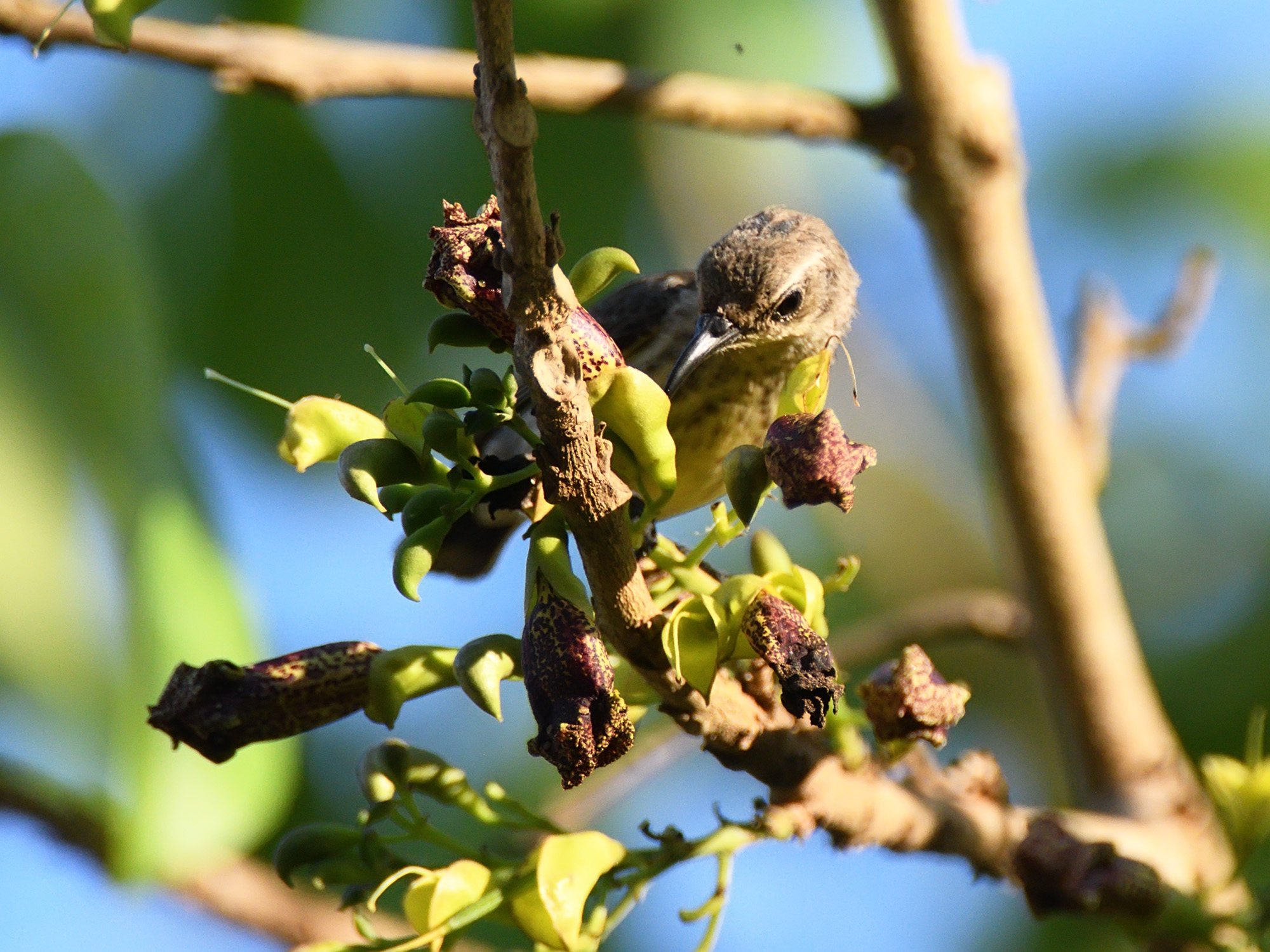 13-Day Zanzibar & Selous / Nyerere NP