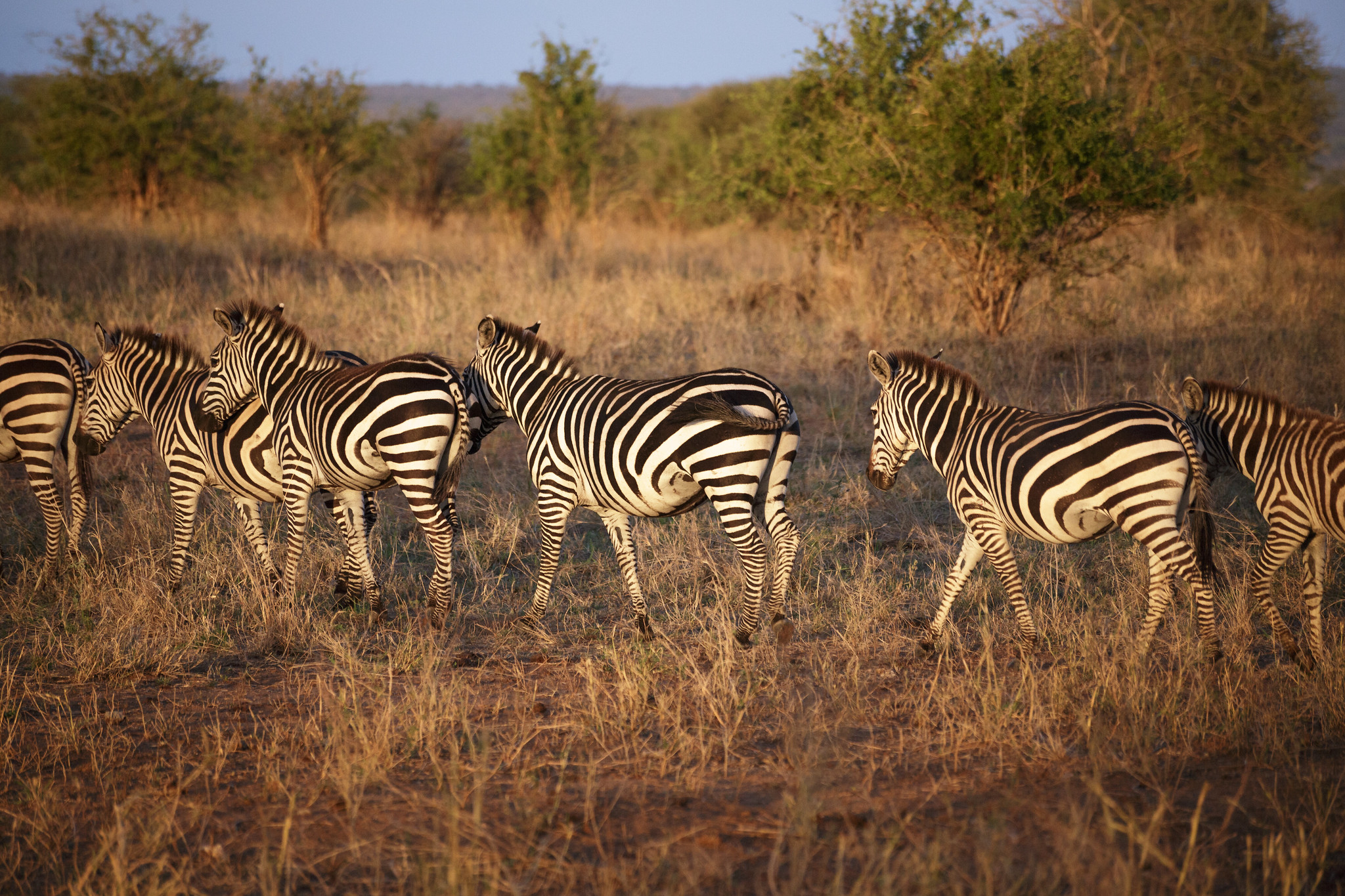 8-Day Tarangire – Ngorongoro – Serengeti – Zanzibar