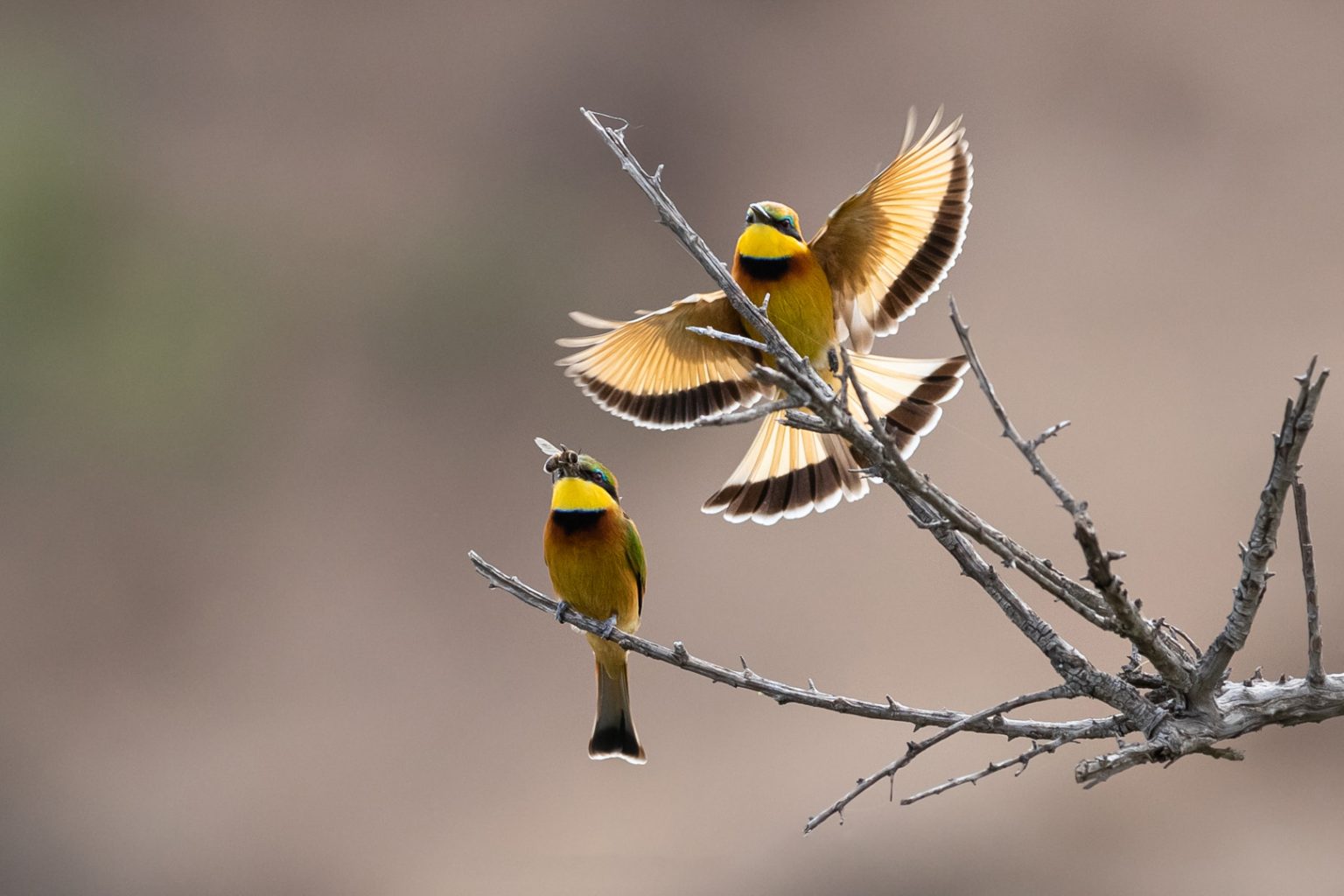 Bird watching safaris