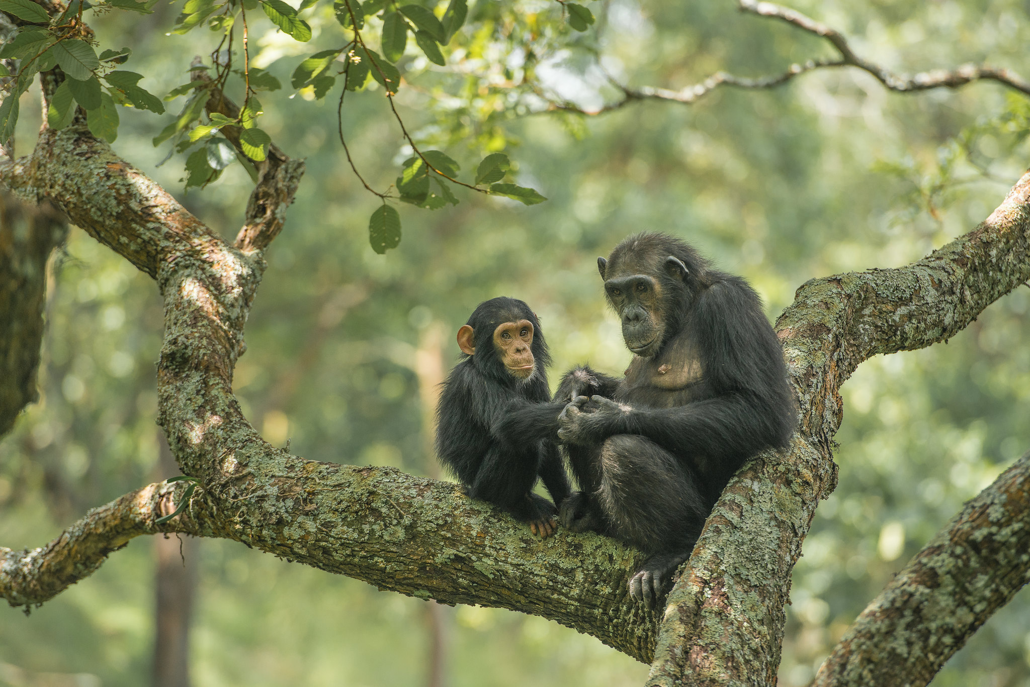 Gombe National Park