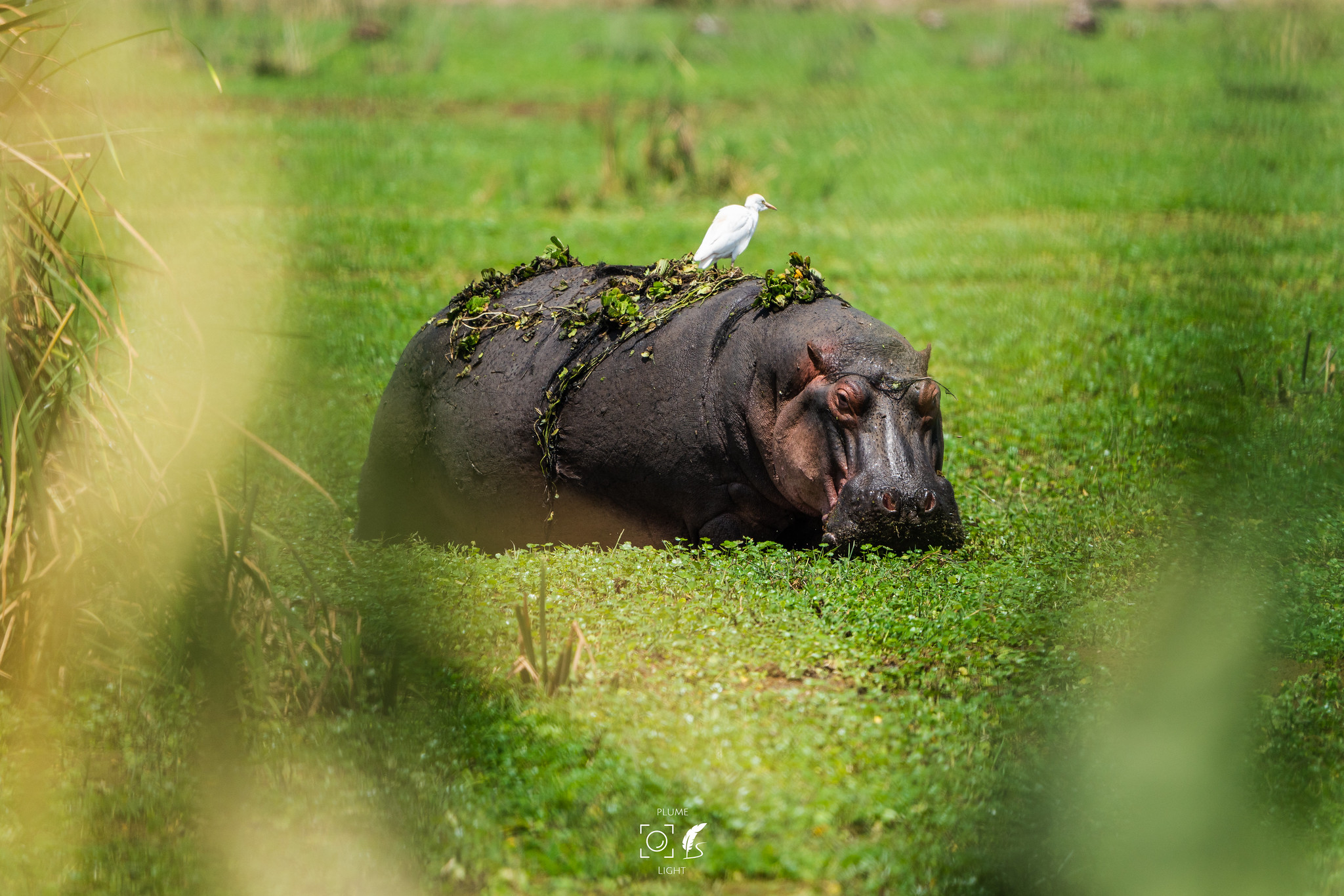 Lake Manyara National Park