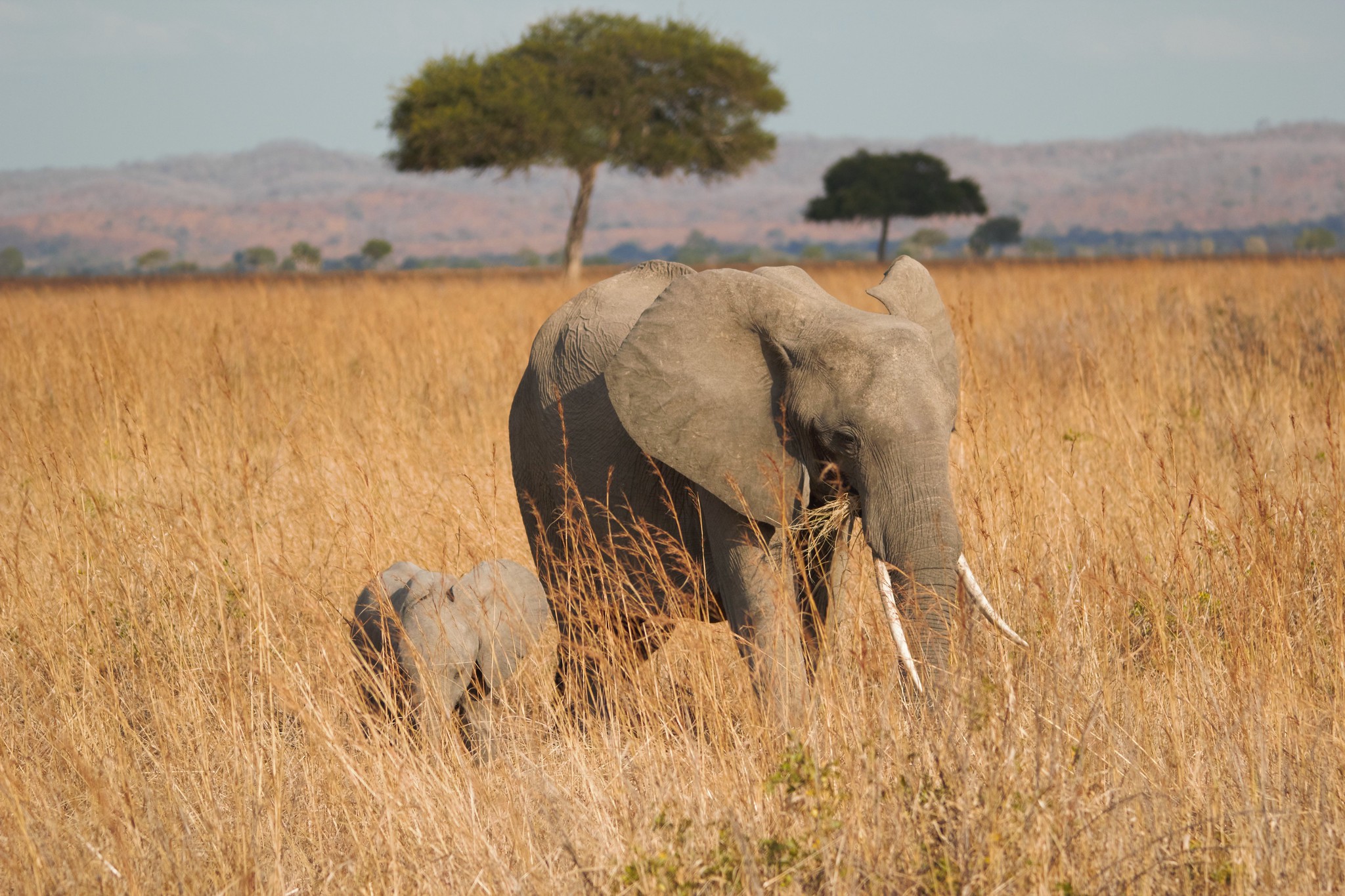 Mikumi National Park