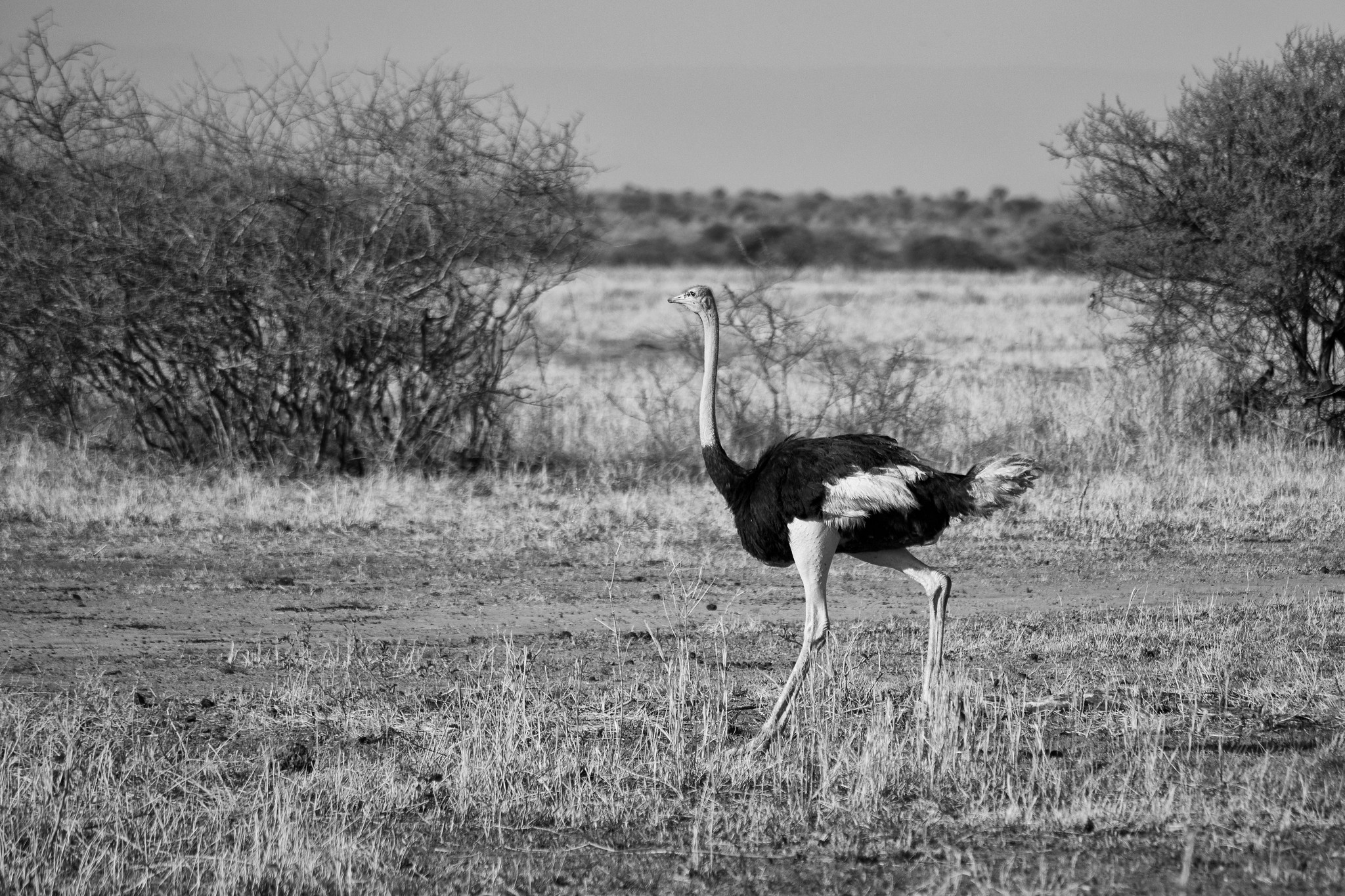 Northern Parks Budget Safari