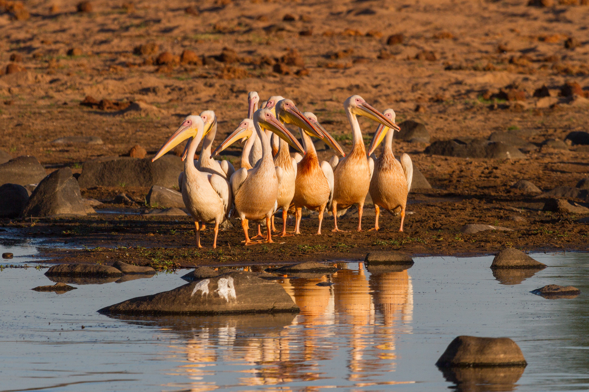 Ruaha National Park