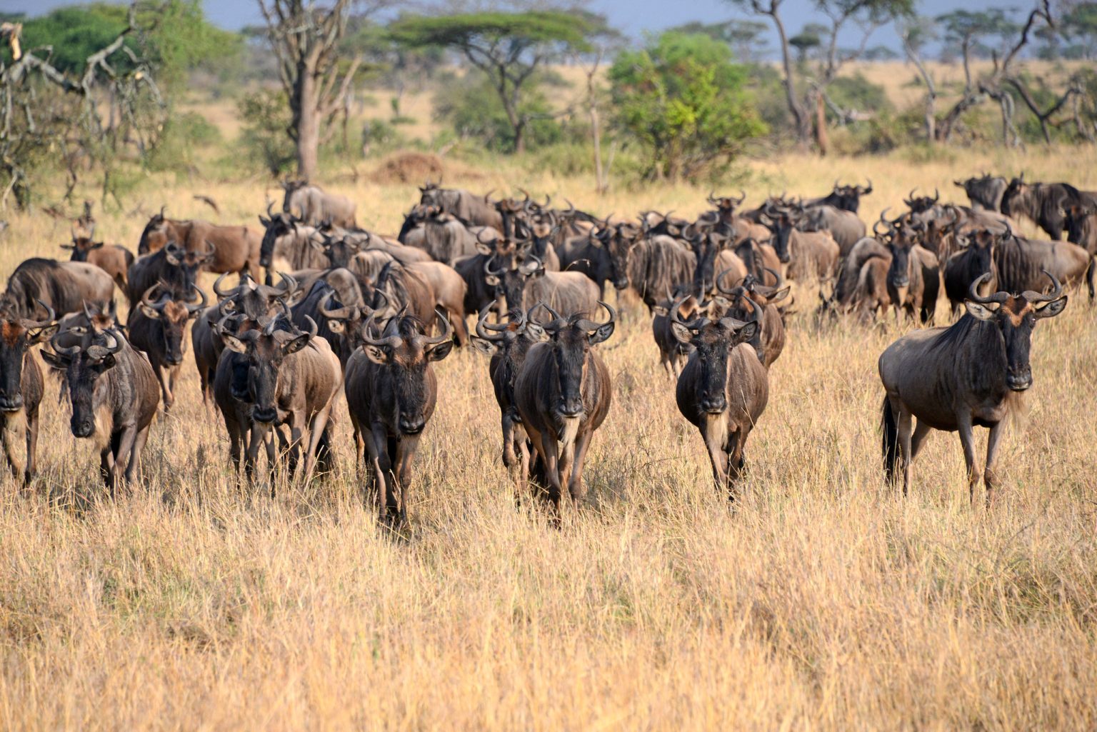 Serengeti Wildebeest Migration