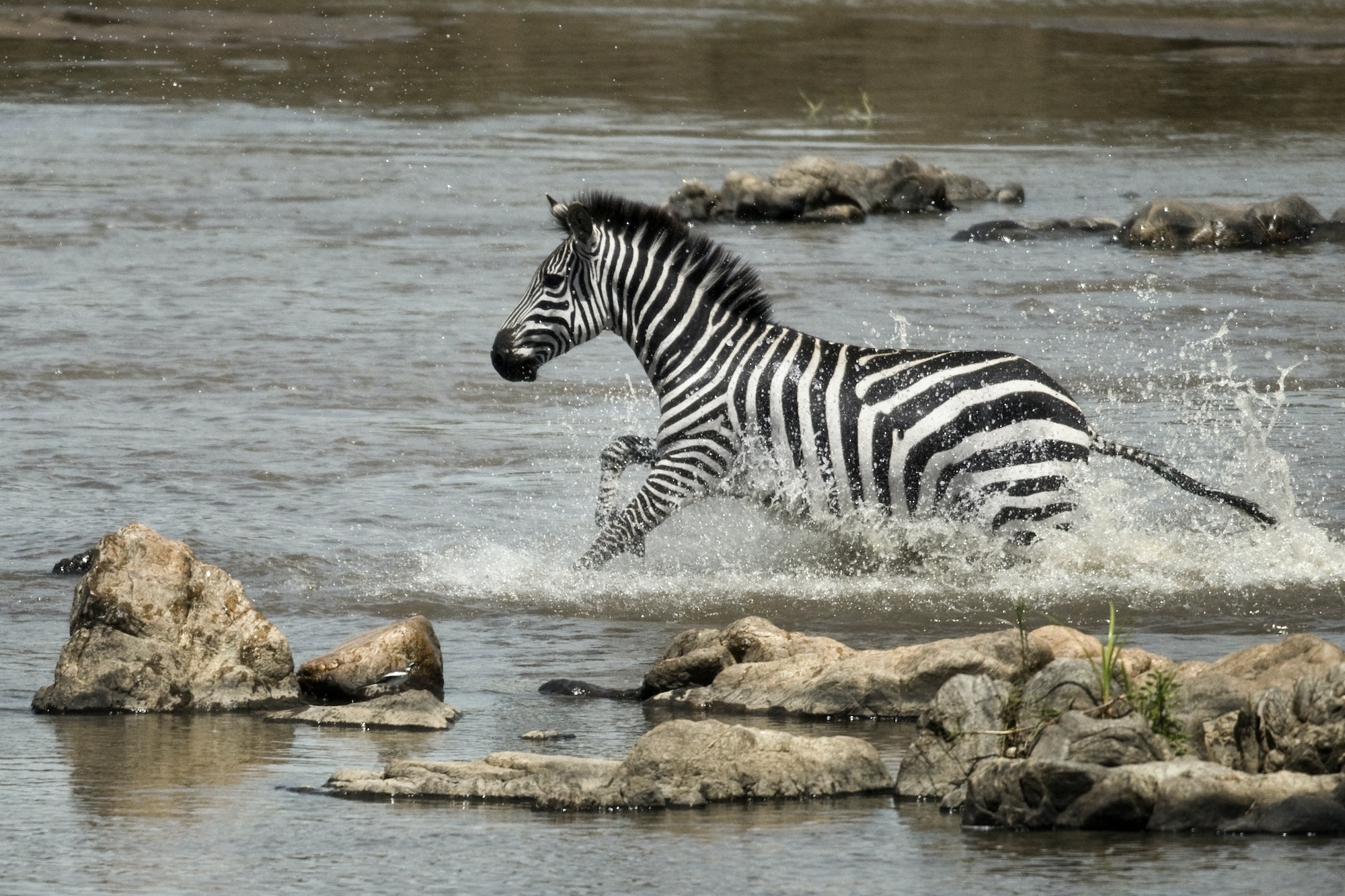 Zebra crossing river, Serengeti National Park, Serengeti, Tanzania