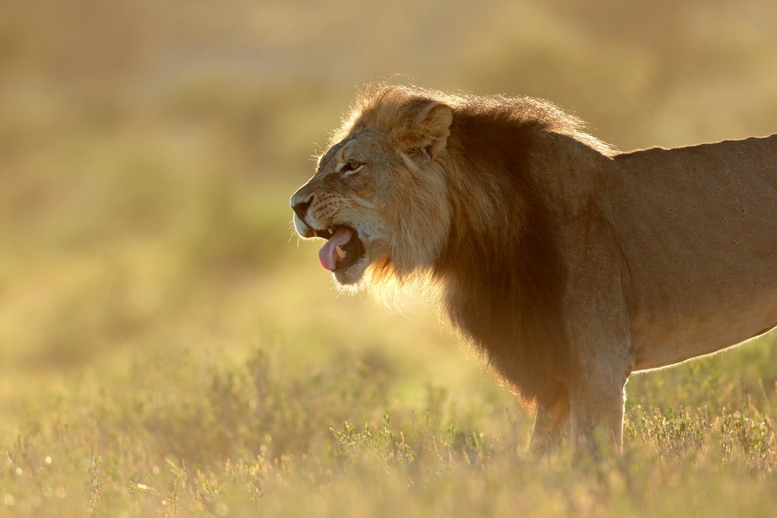 Big male African lion (Panthera leo) at sunrise, Kalahari desert, South Africa