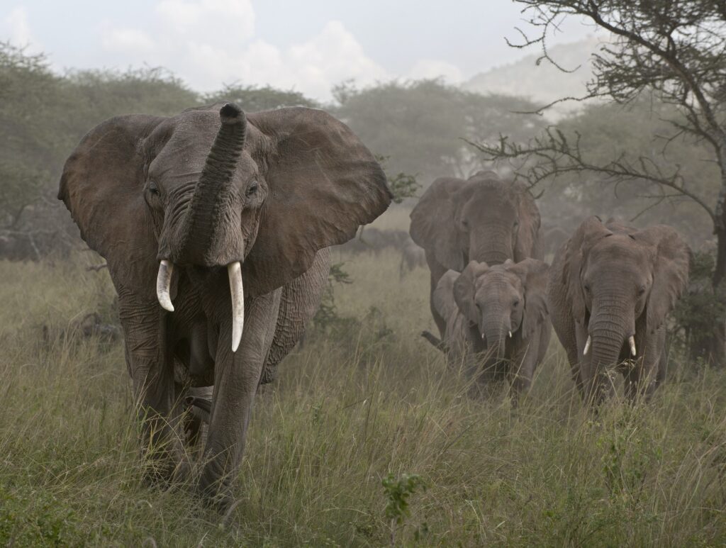 African Safari Planning