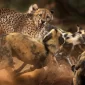ks blog wildlife 85x85